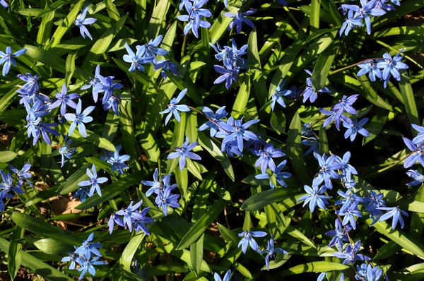Scilla   027.jpg